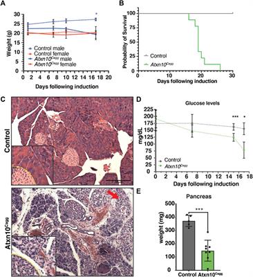 ATXN10 Is Required for Embryonic Heart Development and Maintenance of Epithelial Cell Phenotypes in the Adult Kidney and Pancreas